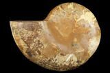 Jurassic, Cut & Polished Ammonite (Half) - Madagascar #182921-1